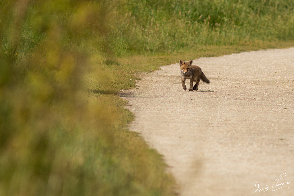 Renardeau sur un chemin